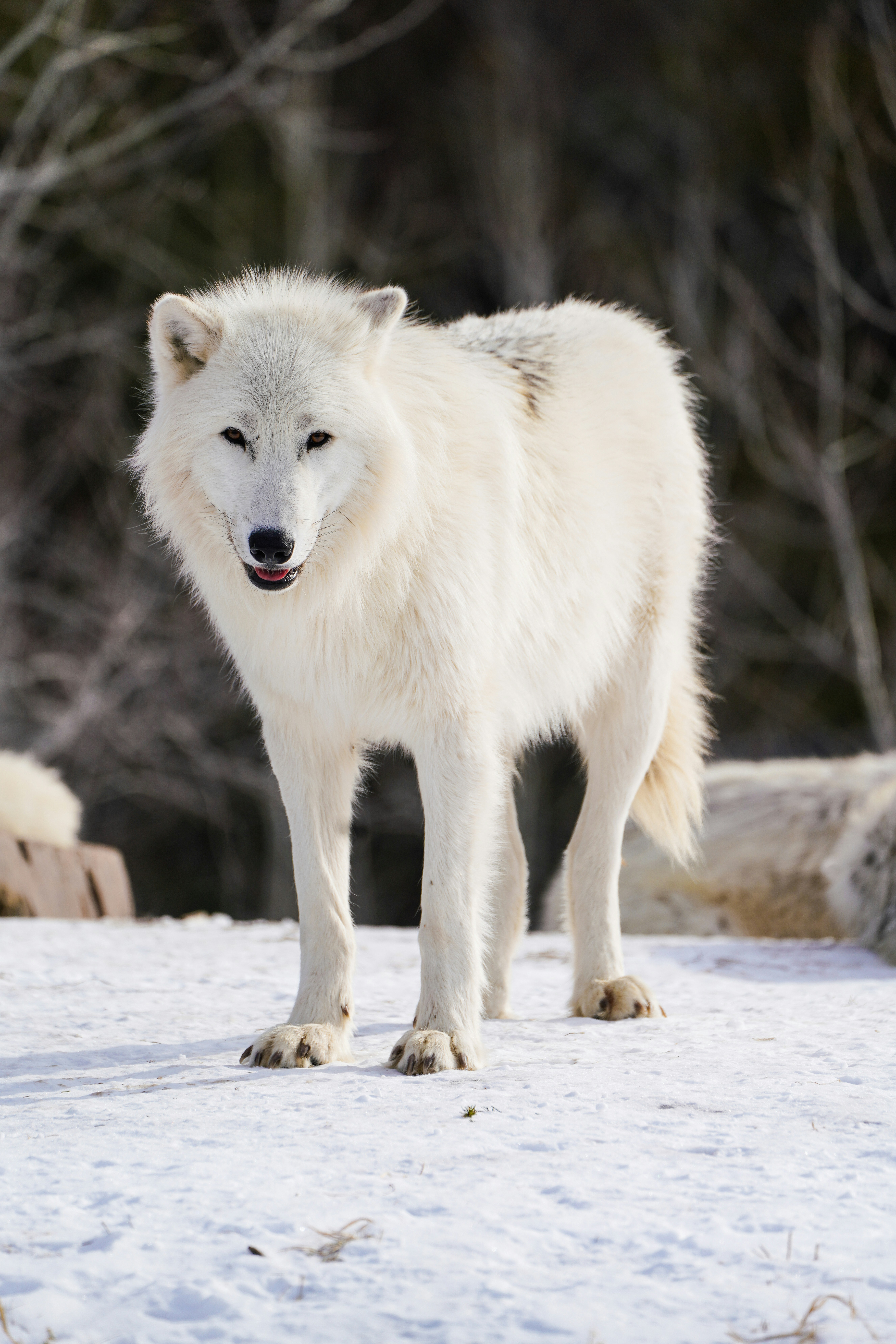 wolf image